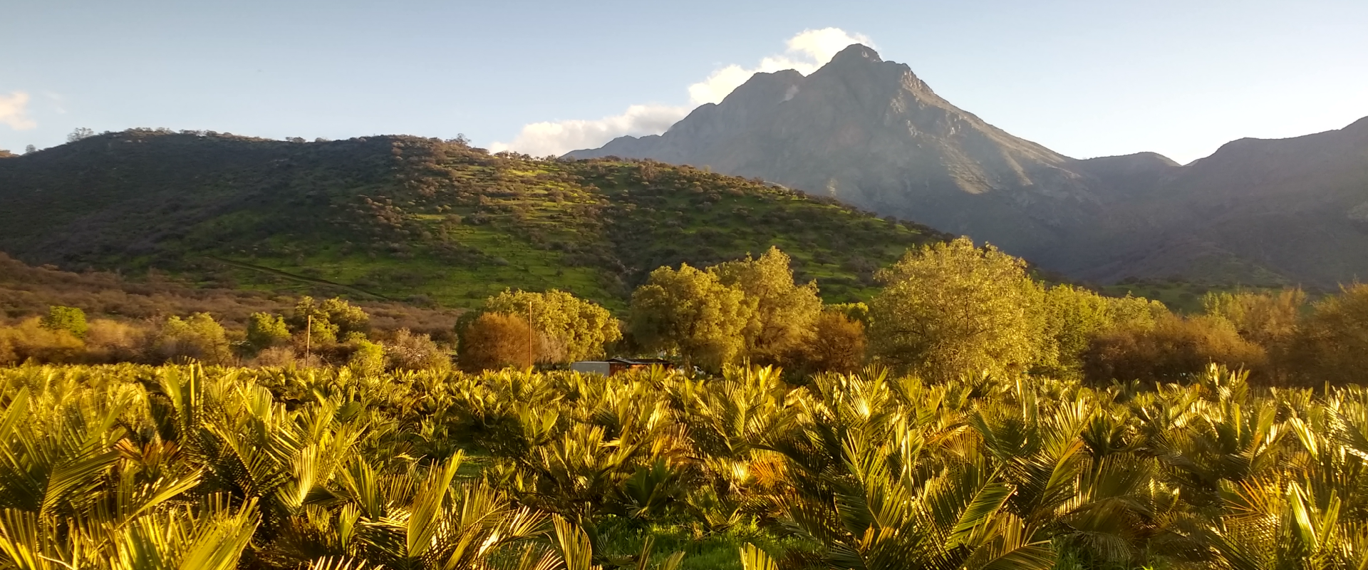 Oasis de la Campana